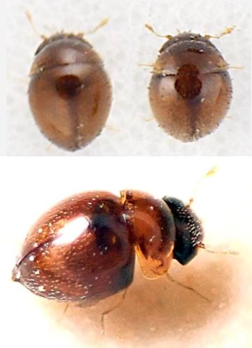 Réf. 340 602 : Clambus simsoni